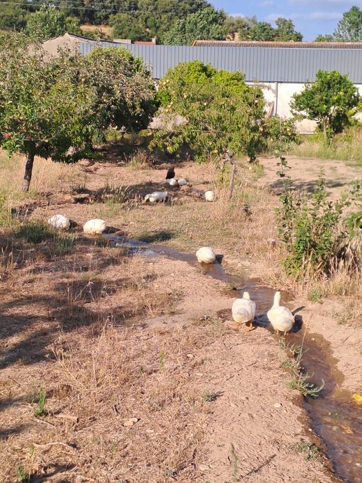Patos pequim adultos