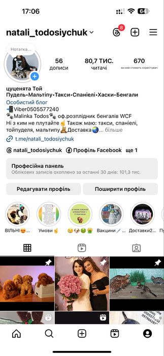 Розкішний Мальтіпу від компактних батьків