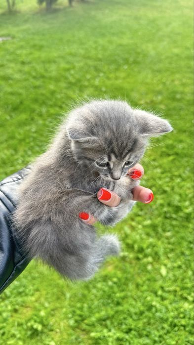 Котики кошенята продам
