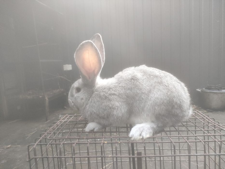 Samce i samiczki Belg olbrzymi szary szynszylowaty