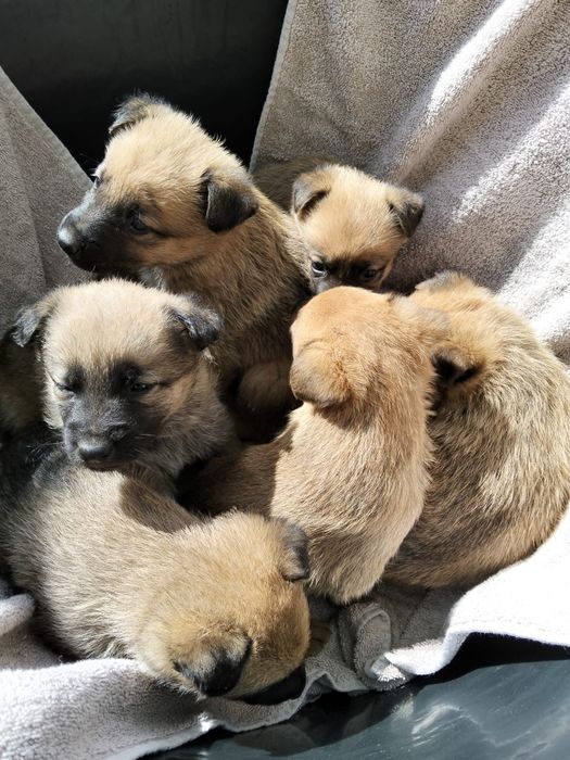 Dar cães bebés  de mãe pastora alema