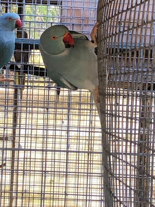 Ring necks Fêmeas