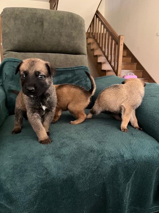 Owczarek belgijski 7 tyg