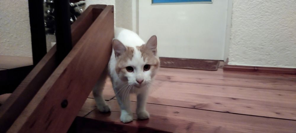 Uroczy Biały Kocurek Szuka Rodziny!