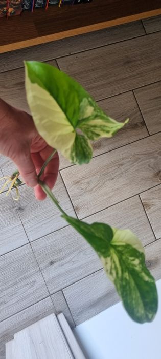 Syngonium  albo Variegata