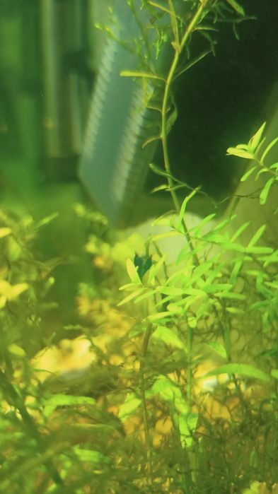 Camarões azuis Neocaridinas Blue Dream