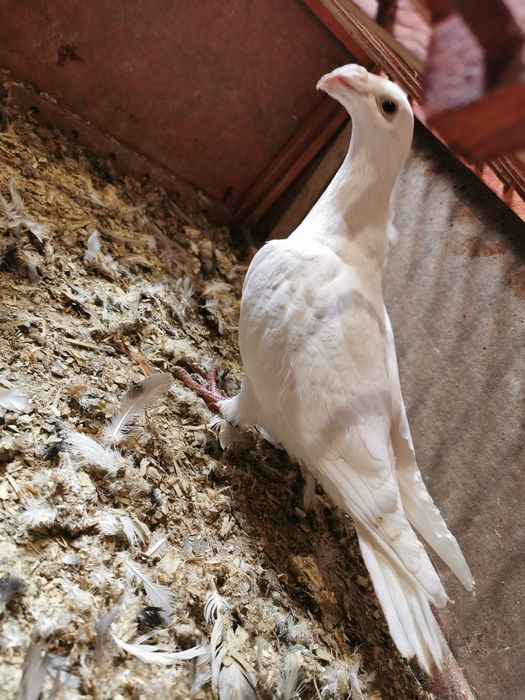 Gołąb biały Rzeszowski staropolski pocztowy