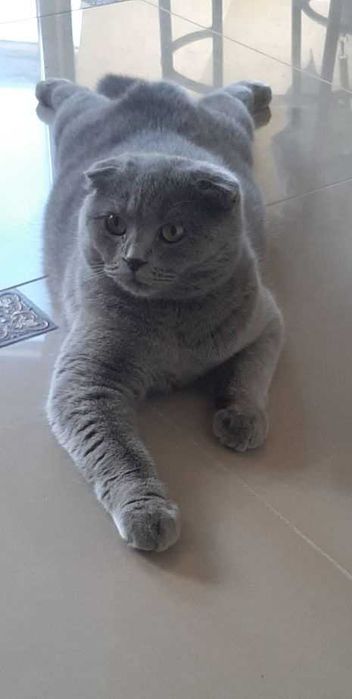 Шотландские плюшевые котята