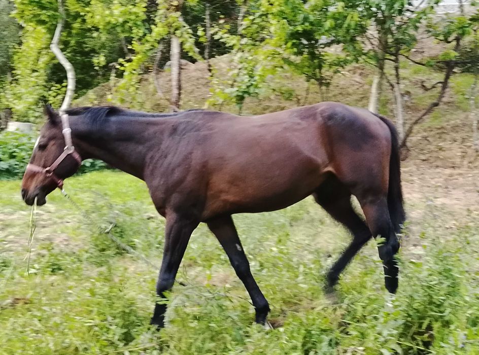Vender um cavalo
