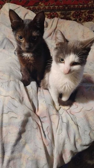 Коти в гарні руки. Їдять все. Ходять в лоток.