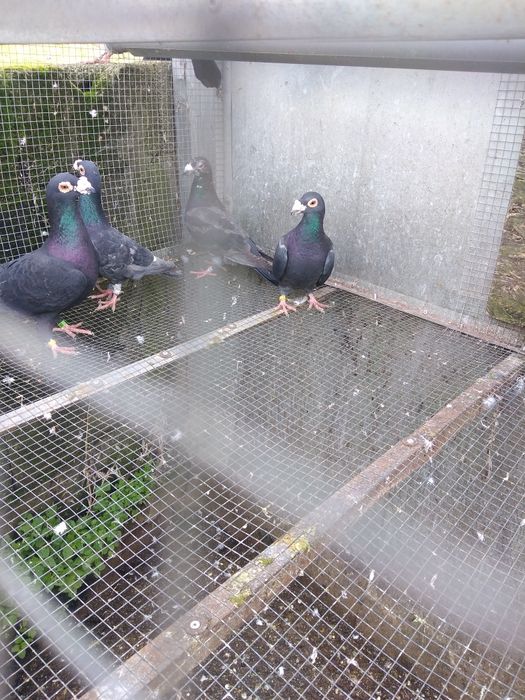 Pombos correios para venda