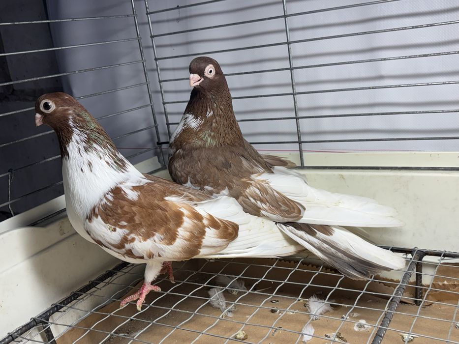 Gołębie zamojskie krótkodzioby