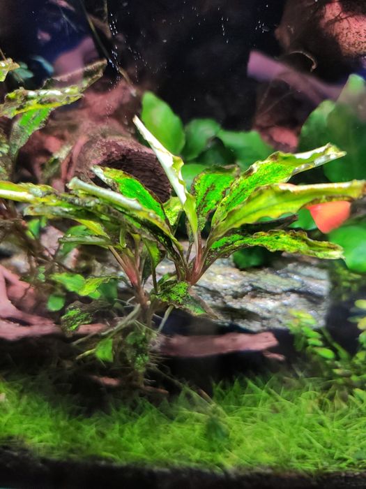 Bucephalandra !!!
