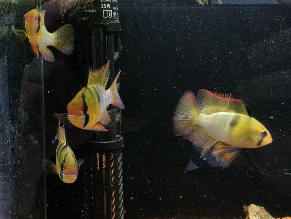 Ramirezi Véu (Mikrogeophagus Ramirezi)