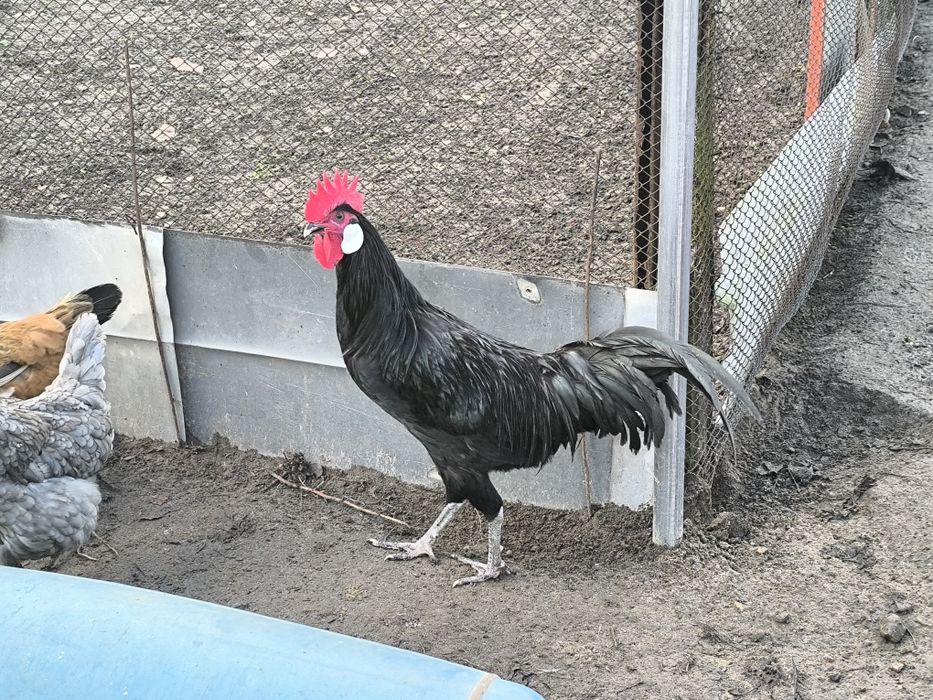 Sprzedam koguty młode