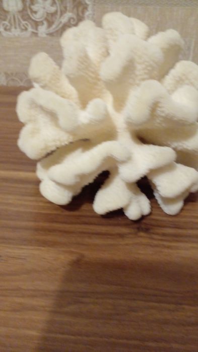 Корал морской пористый белый