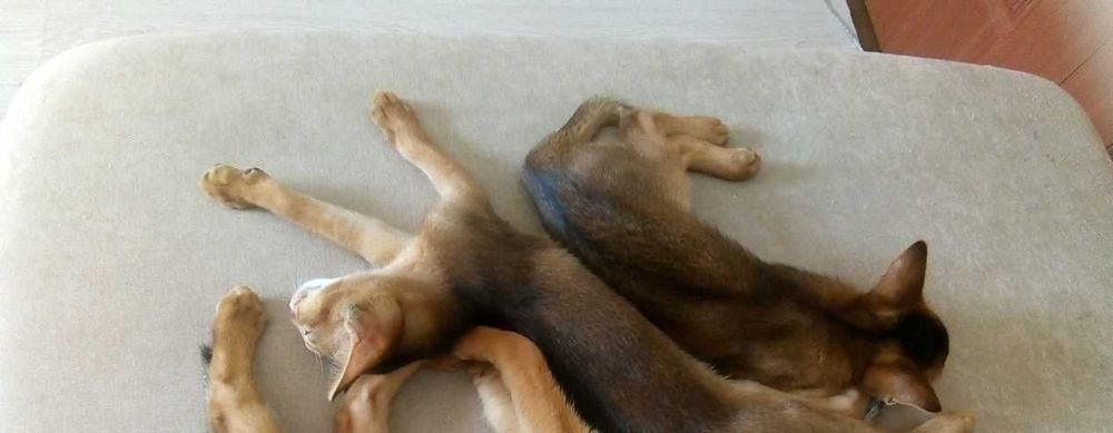 Абиссинские котята:)