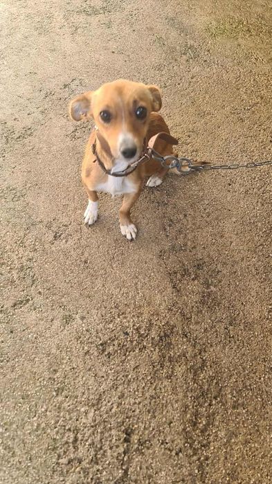 Cadela de porte  medio femea