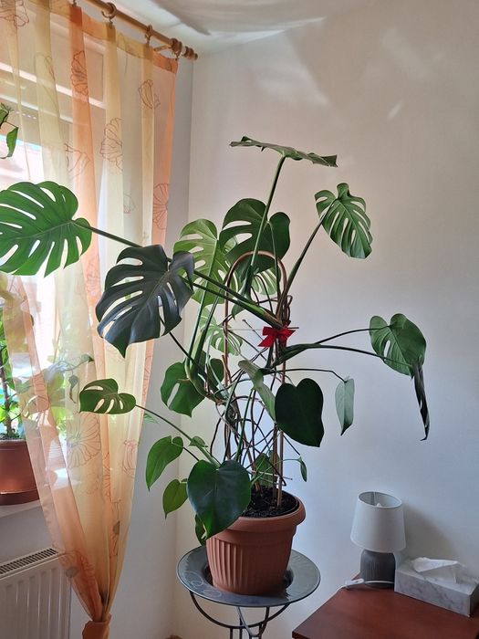 Monstera duża roślina w doniczce