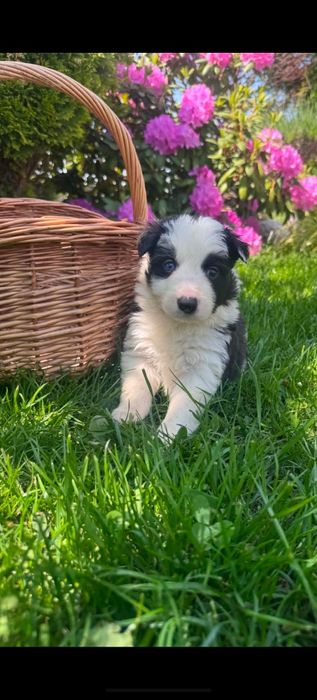 Szczeniak Bolder Collie