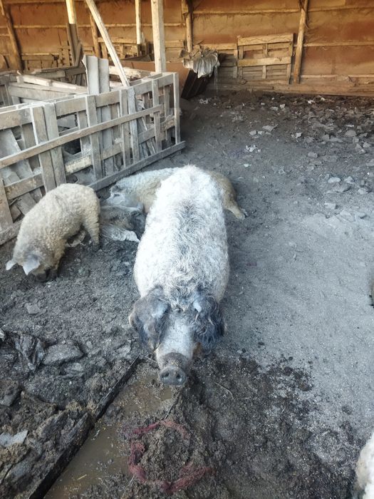Продаються свині Мангали