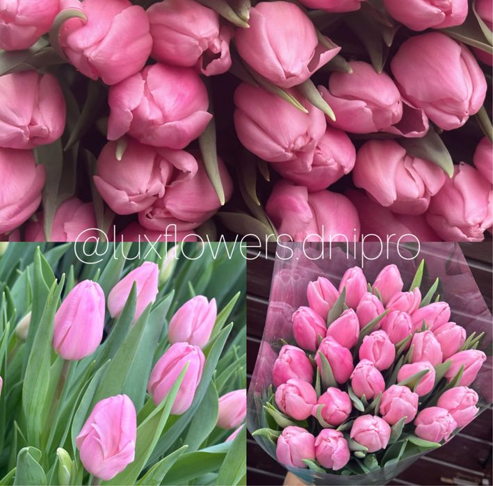 Тюльпан ОПТ, букети