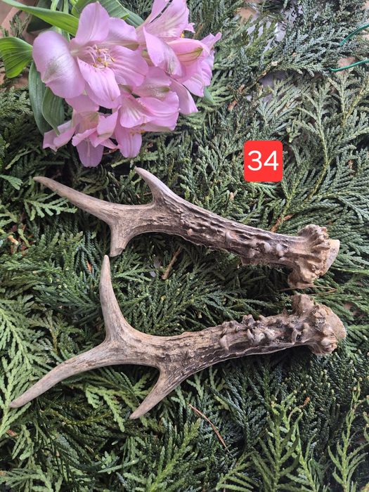 20cm DUŻA  parka poroże sarny rogi deer para rogi