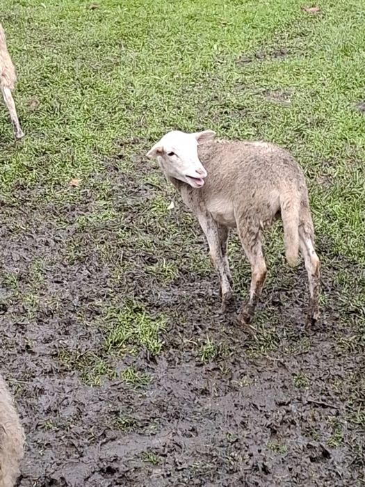 Owca, owce baranki z tego roku na sprzedaż