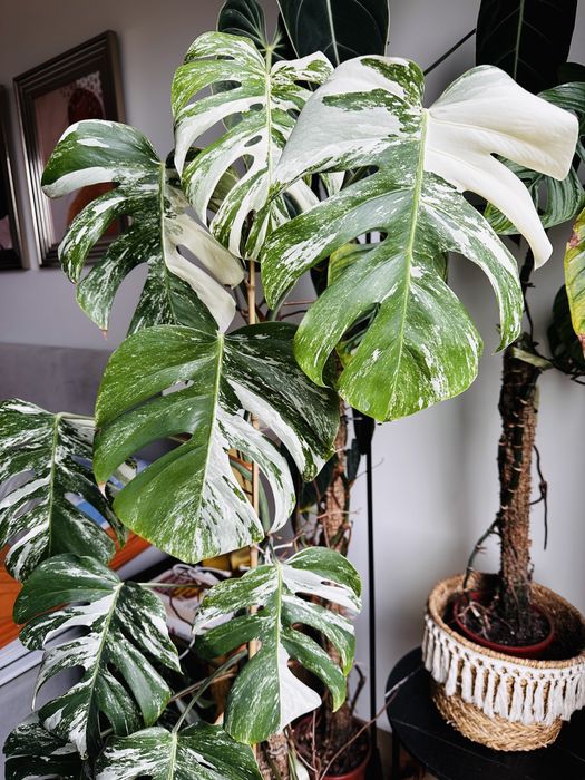 Corte de Monstera Variegata