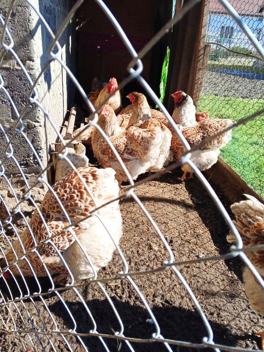 Яйця інкубаційні кури віандот біле золото