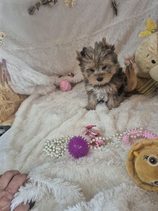Biewer Terrier Macho Criadora Registada PT3088FL FL