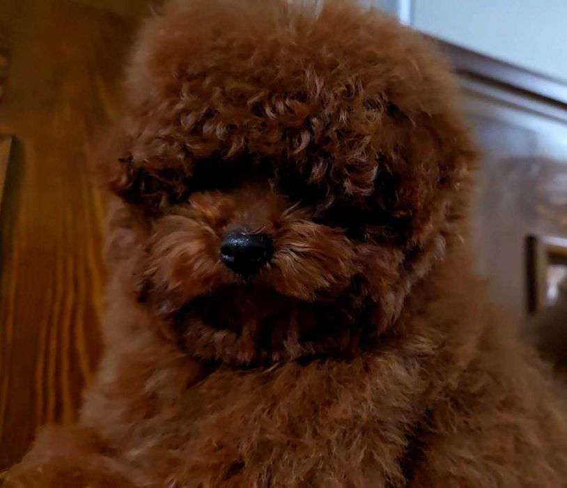 pudel dziewczyna linia chinska