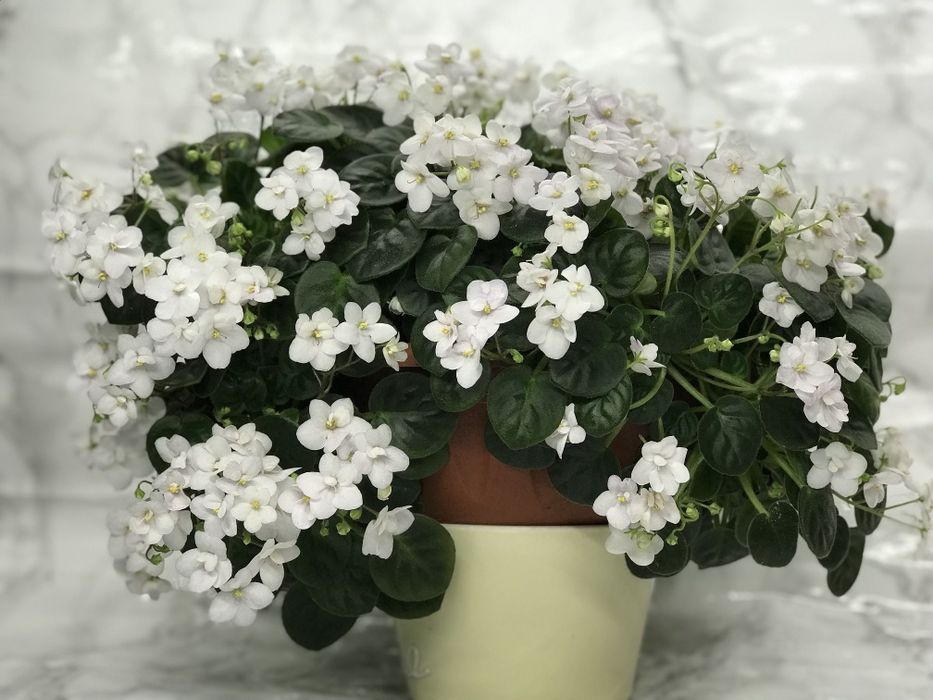 Сортові фіалки трейлери /  сортовые фиалки / фиалка