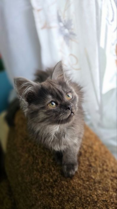 Віддам котят в добрі руки