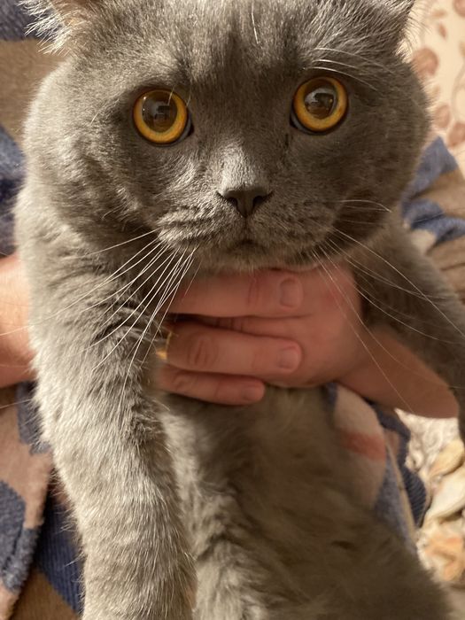 Вязка кота шотландский прямоухий