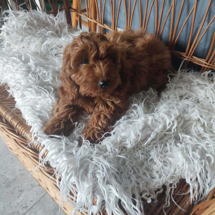 Cockapoo/Cavapoo > hybryda - piesek gotowy do odbioru.