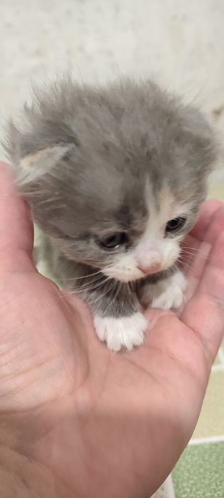 Безкоштовно кошенята