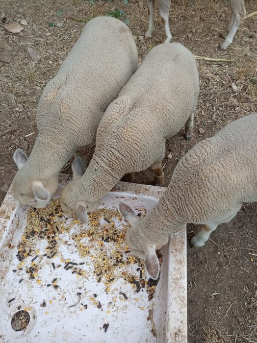 3 Borregos (2 machos, 1 fêmea)