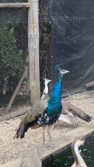 Pavão azul macho