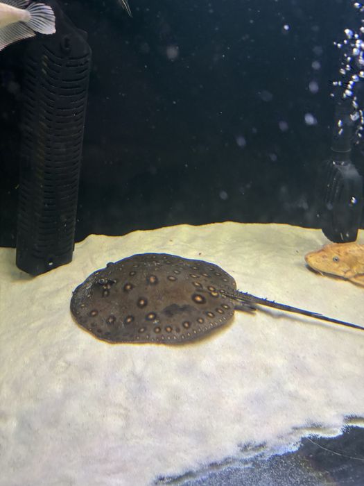 Plaszczka Motoro Samiec Dorosly POTAMOTRYGON MOTORO