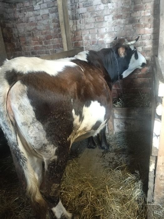 Продам корову тільну