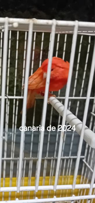 Canarias de 2024