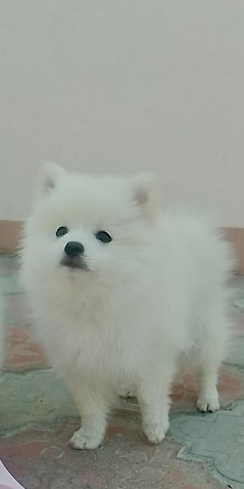 Померанські шпіци