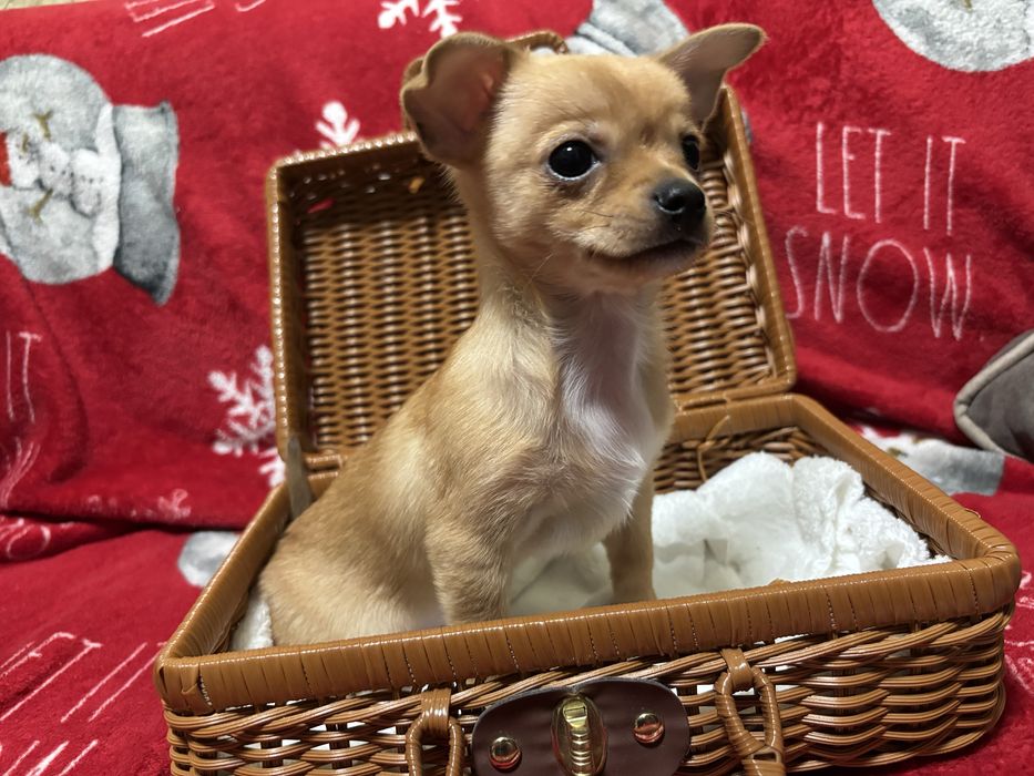 Прекрасні Чіхуахуа