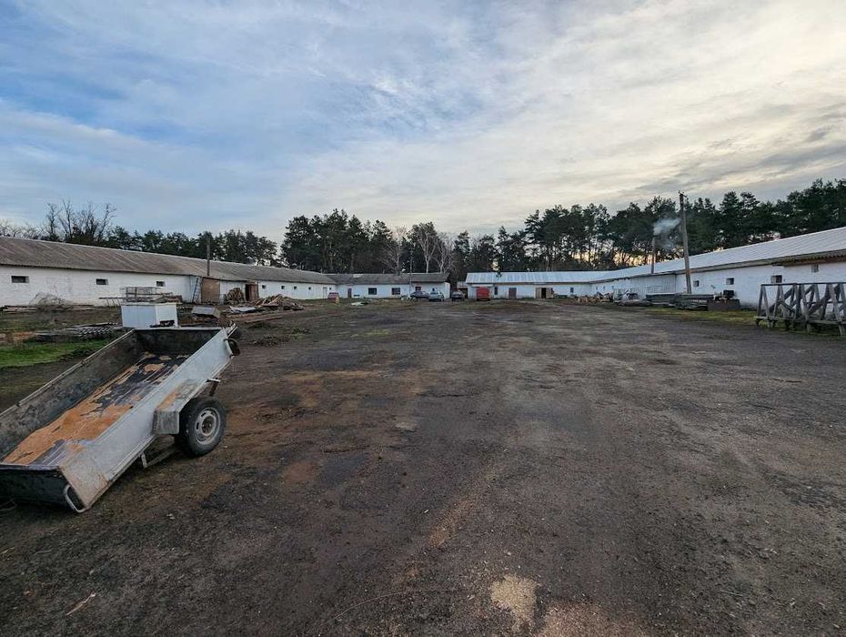 Продаж рентабельної птахоферми поблизу Городище. Кури як бізнес