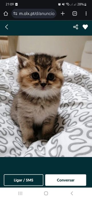 Gatinha British Shorthair Golden Shadded