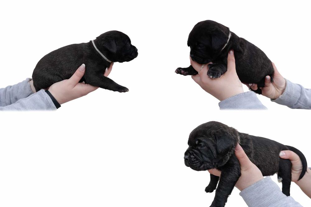 Bebe Cane corso italiano