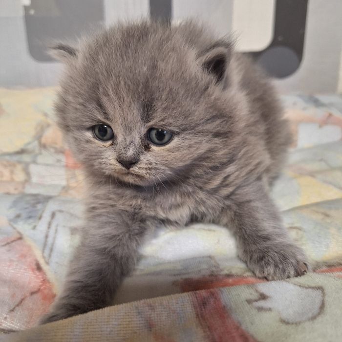 Kotka brytyjska niebieska