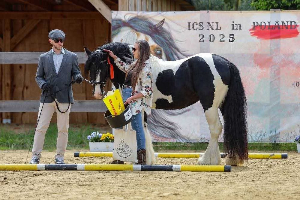 Stanówka  Ogier Gypsy Cob/Tinker