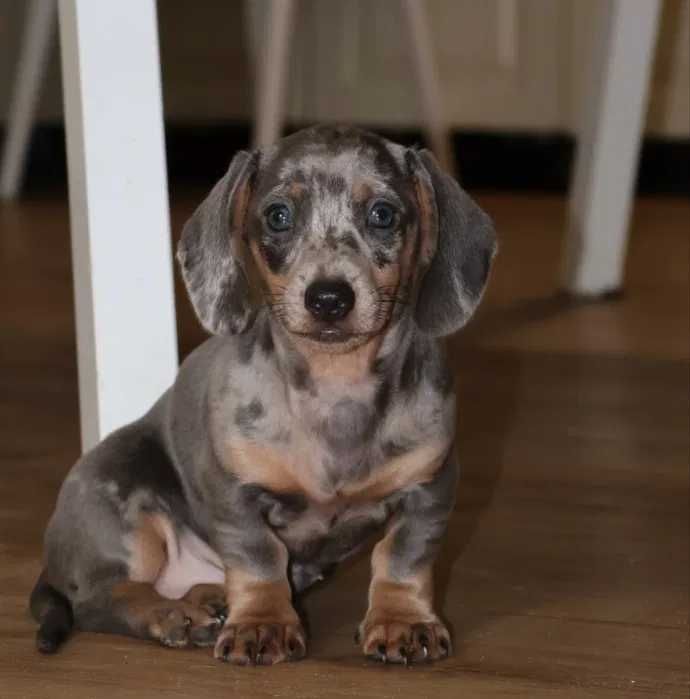 Teckel blue merle